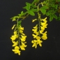 Preview: Laburnum Blüte